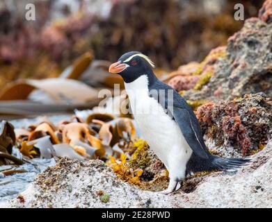 Pinguino dell'isola di Snares, pinguino di Snares (Eudyptes robustus, Eudyptes atratus), adulto che si trova su una roccia sul bordo dell'acqua sulle Sarre, Nuova Zelanda, Foto Stock