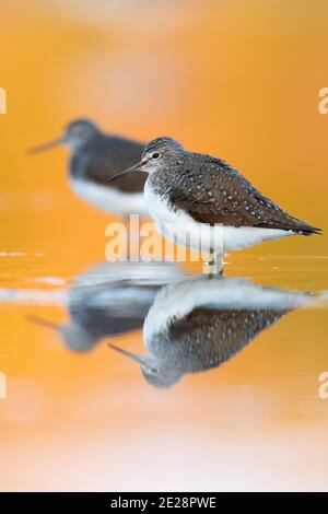 Arenaria verde (Tringa ocropus), due persone che riposano in acque poco profonde al tramonto, Italia, Campania Foto Stock