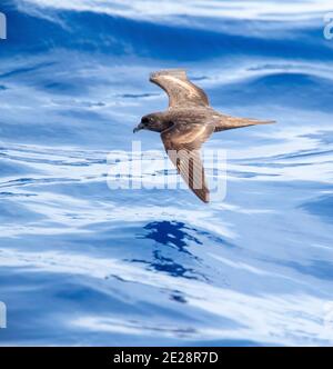 il petalo di bulwer (Bulweria bulwerii), in volo sopra l'oceano, Madeira Foto Stock