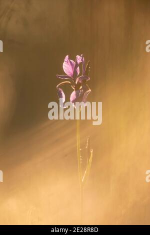 Iris siberiano, bandiera siberiana (Iris sibirica), fiore in controluce nella nebbia mattutina, Germania, Baviera Foto Stock