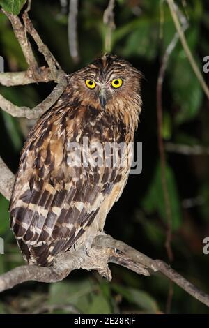 Buffy Fish Owl, Malay Fish Owl (Bubo ketupu, Ketupa ketupu), che perching in un albero di notte, Malesia, Borneo, Sabah, Kinabatangan Foto Stock