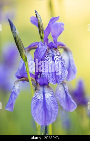 Iris siberiano, bandiera siberiana (Iris sibirica), fiori, Germania, Baviera Foto Stock