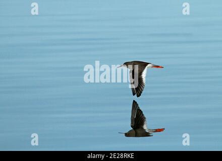 Redshank islandese (Tringa totanus robusta), che vola basso sul Mare di Wadden, Paesi Bassi, Den Oever Foto Stock