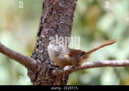 Babbler dalla coda rufous, Babbler orientale dagli occhi gialli, Mousinia (Chrysomma poecilotis), che si trova su un ramo, vista laterale, Cina, Yunnan, Lijiang Foto Stock