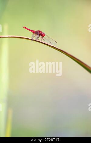 Scarlatto largo, scarlatto comune-darter, Darter scarlatto, Dragonfly scarlatto (Crocotemis erythraea, Croccotemis erythraea), maschio siede su una foglia, Foto Stock