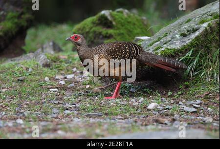 Fagiano di swinhoe, fagiano blu di Taiwan (Lophura swinhoii), femmina che cammina sul pavimento della foresta di montani, Taiwan, Dayueshan Foto Stock