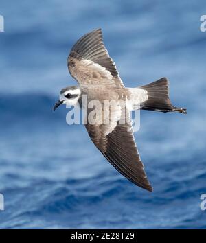 Petrel tempesta di fronte al bianco (porticciolo di Pelagodroma), in volo sull'oceano Atlantico, Madeira Foto Stock