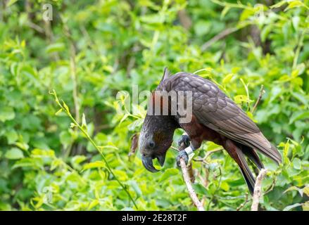 Kaka dell'isola del nord (Nestor meridionalis septentrionalis), un adulto che chiama ad alta voce mentre è appollaiato in un albero, Nuova Zelanda, Isola del Nord, Zealandia Foto Stock