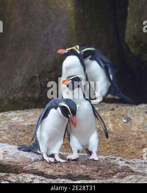 Pinguino dell'isola di Snares, pinguino di Snares (Eudyptes robustus, Eudyptes atratus), gruppo alla colonia dell'isola di Snares, Nuova Zelanda, le Snues Foto Stock