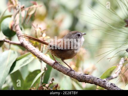 Babbler dalla coda rufous, Babbler orientale dagli occhi gialli, Mousinia (Chrysomma poecilotis), che si trova su un ramo, vista laterale, Cina, Yunnan, Lijiang Foto Stock