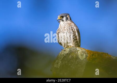 Gheppio americano, falco sparverius, scappato femmina che perching su un tetto, Belgio, Brabant, Heverlee Foto Stock