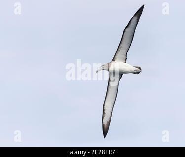 Shy Albatross, Shy mollymawk (Thalassarche cauta, Diomedea cauta), giovani in volo, vista dal basso, Sud Africa, Capo Occidentale Foto Stock