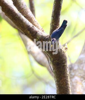 Nuthatch lilla (Sitta solangiae), aggrappato su un ramo in una foresta pluviale tropicale, Vietnam, Mang Den Foto Stock