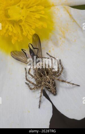 lynx ragno (Oxyopes cfr eteroftalmo), femmina catturato una mosca, Croazia Foto Stock