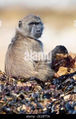 Chacma baboon, anubius baboon, ulivo baboon (Papio ursinus, Papio cynocephalus ursinus), alla ricerca di cibo tra kelp, Sudafrica, capo occidentale Foto Stock
