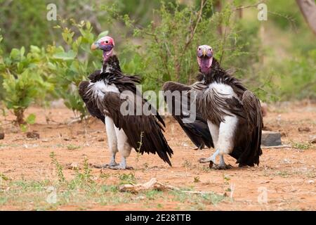 Avvoltoio a lappone, avvoltoio nubiano (Aegypius tracheliotus, Torgos tracheliotus), due avvoltoi nubiani che si radunano a terra, Sudafrica, Foto Stock