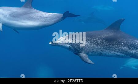 Delfini avvistati dell'Atlantico (Stenella frontalis), in mare nuotando delfini avvistati dell'Atlantico, Azzorre, Terceira Foto Stock