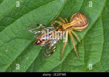 Ragno di granchio (Xysticus ulmi), femmina con la mosca pescata, Germania Foto Stock