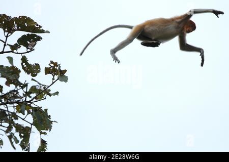 Scimmia di Proboscis (larvatus di Nasalis), saltando da albero ad albero, Malesia, Borneo, Sabah, Kinabatangan Foto Stock