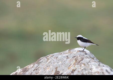 Finsch (Oenanthe finschii), maschio adulto appollaiato su una roccia, Tagikistan Foto Stock