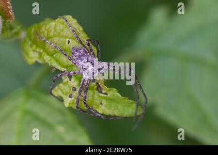 Ragno di granchio filodromico, ragno di granchio vagabondante (Philodromus spec.), che si aggira su una foglia, Germania Foto Stock