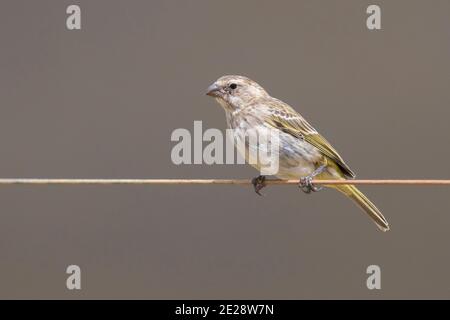 canarino giallo (Crithagra flaviventris, Serinus flaviventris), femmina che perching su un wirerope, vista laterale, Sudafrica, Capo Occidentale Foto Stock