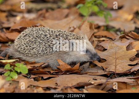 Riccio occidentale, riccio europeo (Erinaceus europaeus), camminando nel fogliame autunnale nel tardo autunno, vista frontale, Germania, Baviera Foto Stock