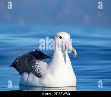 Northern Royal Albatross (Diomedea sanfordi), adulti che nuotano sul mare, Nuova Zelanda, Isole Chatham Foto Stock