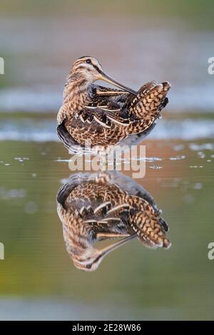 Snipe comune (Gallinago gallinago), adulto che si prefissa in uno stagno, Italia, Campania Foto Stock