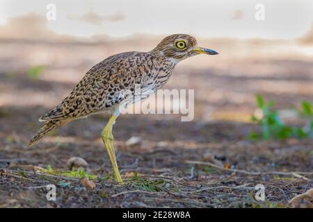 Capo dikkop, spotted spessi-ginocchio (Burhinus capensis), adulto in piedi a terra, Oman, Dhofar Foto Stock