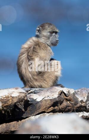 Chacma baboon, anubius baboon, ulivo baboon (Papio ursinus, Papio cynocephalus ursinus), giovane seduto su una roccia, vista laterale, Sudafrica, occidentale Foto Stock