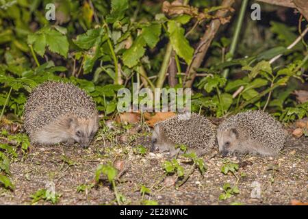 Riccio occidentale, riccio europeo (Erinaceus europaeus), femmina che mangia con i suoi giovani animali in un luogo di alimentazione degli uccelli alla fine dell'autunno, Germania; Foto Stock