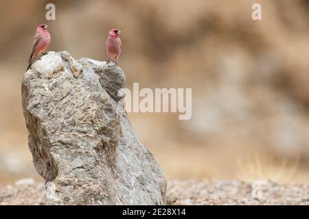 Grande rosefinch caucasico (Carpodacus rubicilla), maschi adulti su una roccia e inseguire a vicenda, Tagikistan Foto Stock