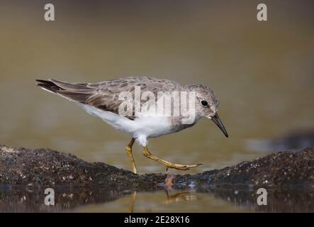 Lo stint di Temminck (Calidris temminckii), il primo inverno di Tempminck che invecchia nell'habitat delle paludi, Cina, Guangdong, Leizhou Foto Stock