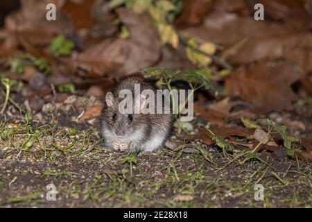 Ratto bruno, ratto bruno comune, ratto norvegese, ratto comune (Rattus norvegicus), mangiare in un luogo di alimentazione degli uccelli di notte, vista frontale, Germania, Baviera, Foto Stock