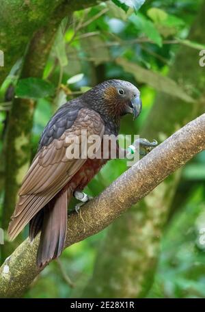 Kaka dell'isola del nord (Nestor meridionalis septentrionalis), adulto arroccato su un ramo, Nuova Zelanda, Isola del Nord, Santuario di Zealandia Foto Stock