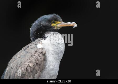 Pitt Shag, cormorano di Chatham, Shag dell'Isola di Pitt, Shag di Featherstone (Phalacrocorax fleatherstoni), ritratto di un immaturo, Nuova Zelanda, Chatham Foto Stock