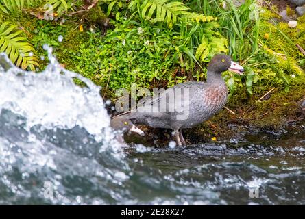 Anatra blu, Whio (Hymenolaimus malacorhynchos), che si trova lungo la riva di un fiume vicino a Turangi, Nuova Zelanda, Isola del Nord, Turangi Foto Stock