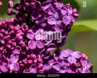 Primo piano di un lilla viola in fiore. Foto Stock