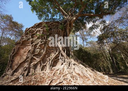 Kampong Thom, Cambogia-25 gennaio 2020: Sambor Prei Kuk Prasat Chrey o Prasat Sambor N18 a Kampong Thom, Cambogia Foto Stock