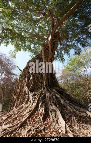 Kampong Thom, Cambogia-25 gennaio 2020: Sambor Prei Kuk Prasat Chrey o Prasat Sambor N18 a Kampong Thom, Cambogia Foto Stock