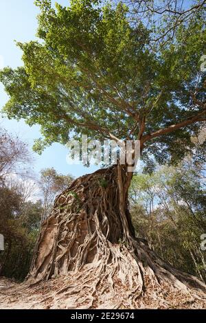 Kampong Thom, Cambogia-25 gennaio 2020: Sambor Prei Kuk Prasat Chrey o Prasat Sambor N18 a Kampong Thom, Cambogia Foto Stock