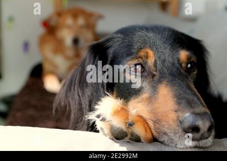 buona ragazza Foto Stock