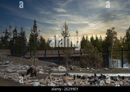 Orso bruno con corvi neri che riposano nello zoo in una gabbia Foto Stock