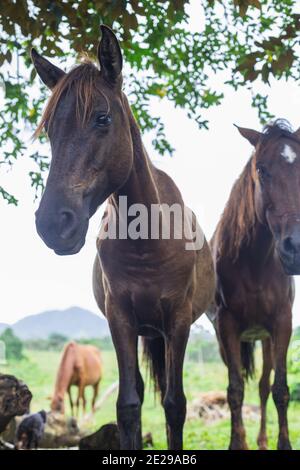 cavallo color cioccolato scuro riposante sotto l'ombra Foto Stock