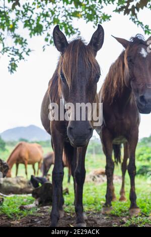 cavallo color cioccolato scuro riposante sotto l'ombra Foto Stock