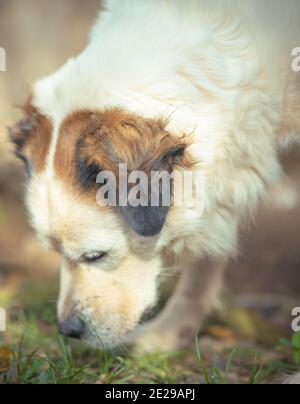 cani divertenti Foto Stock