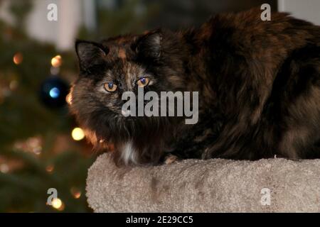 Gatto dell'albero di Natale Foto Stock