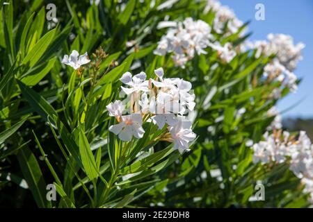 Nerio Oleander in fiore bianco fiori blu cielo, Sydney, Australia su un estate giorno Foto Stock