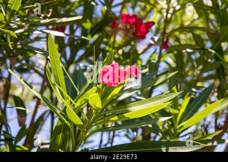 Rosso rosa Oleander cespuglio fiorire in un giorno estivo in Sydney, Australia Foto Stock